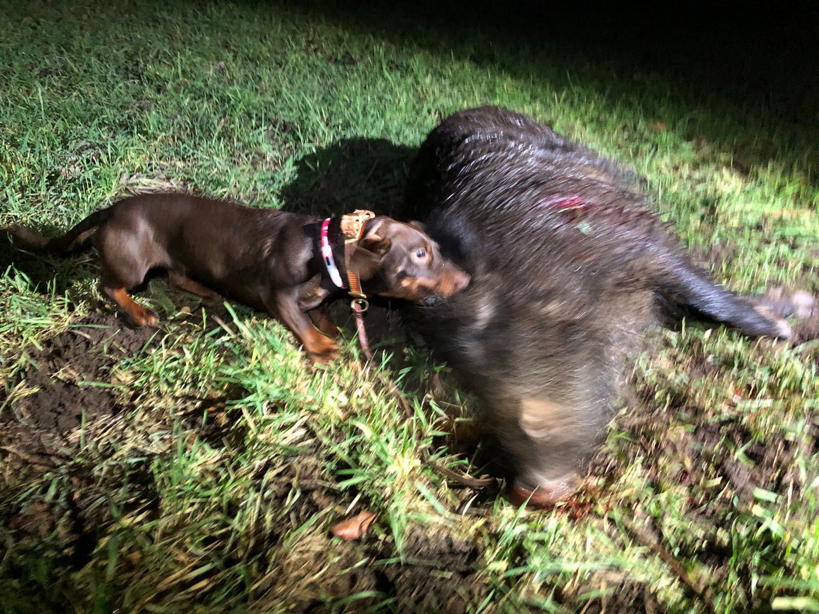  Nachsuche auf Schwarzwild 