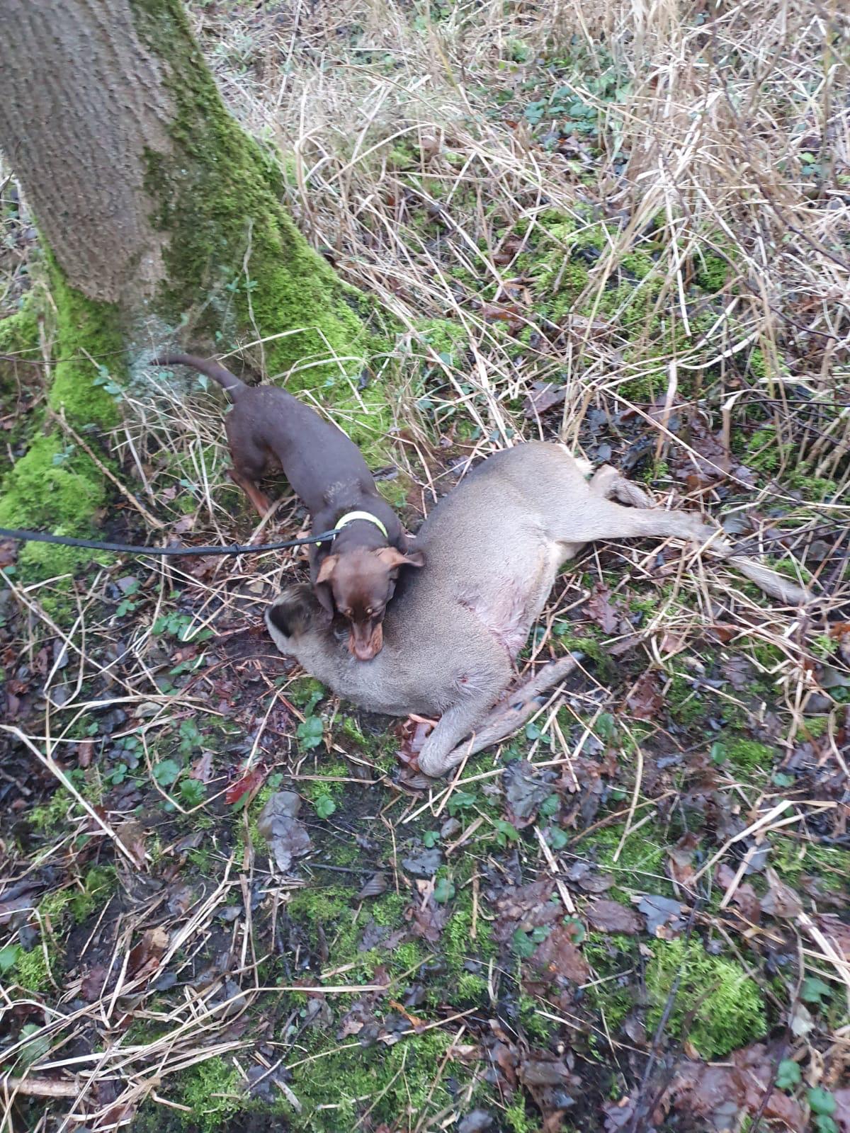  Nachsuche auf Rehwild 