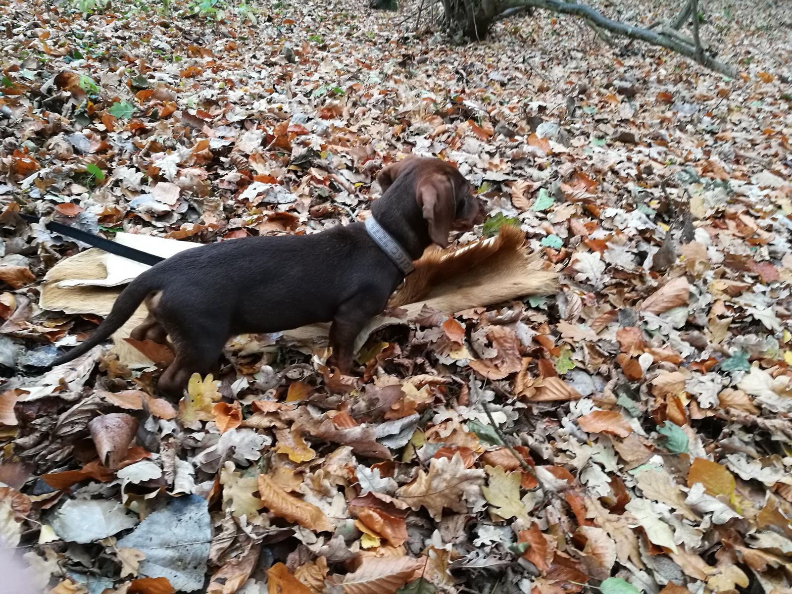  Erste Schweißfährte super gemacht 