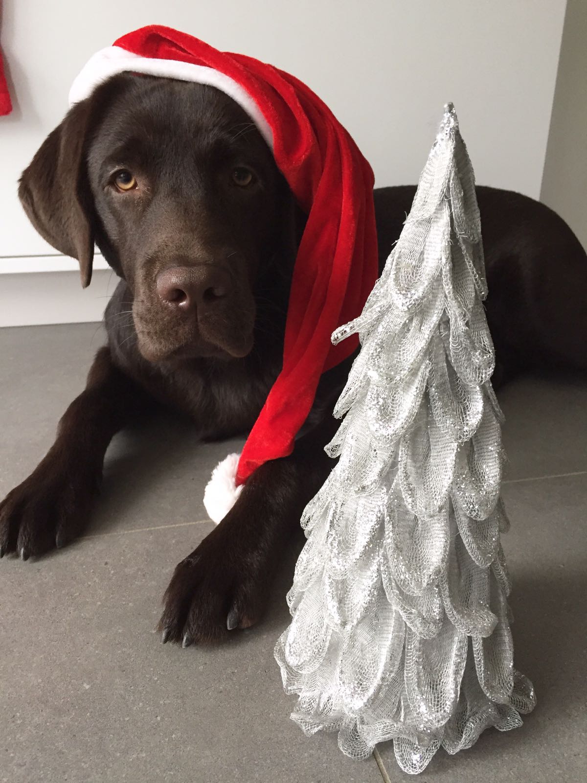  Aron/Jimmy wünscht frohe Weihnachten 