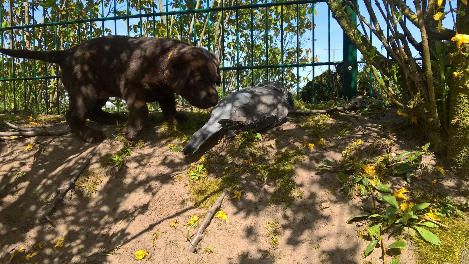  Jagdliche Frühprägung 