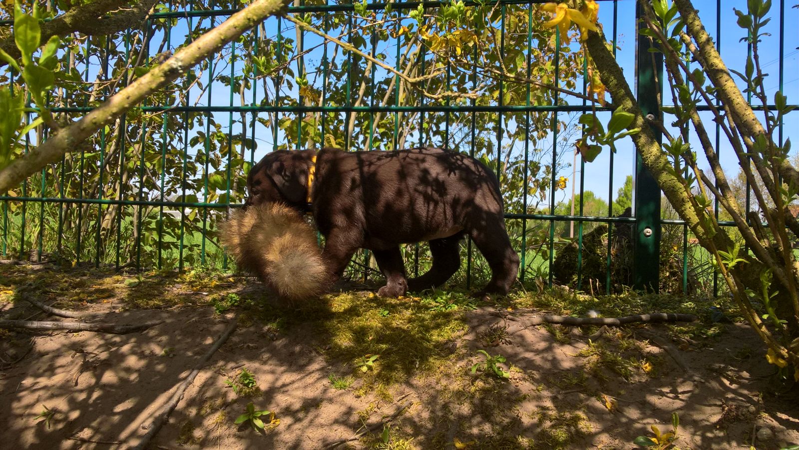  Fuchslunte lässt sich super apportieren 