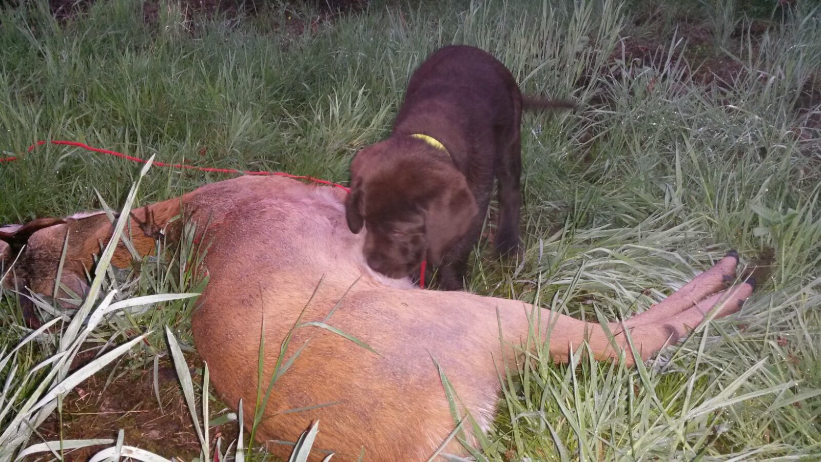  WMH Alex, mit 10 Wochen seinen ersten Bock gefunden. Tolle Leistung! Es freut mich sehr. 