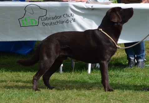  Aron hat die Note vorzüglich erhalten auf seiner ersten Ausstellung 