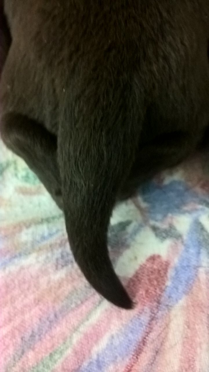  Diese kleinen Otterschwänze 