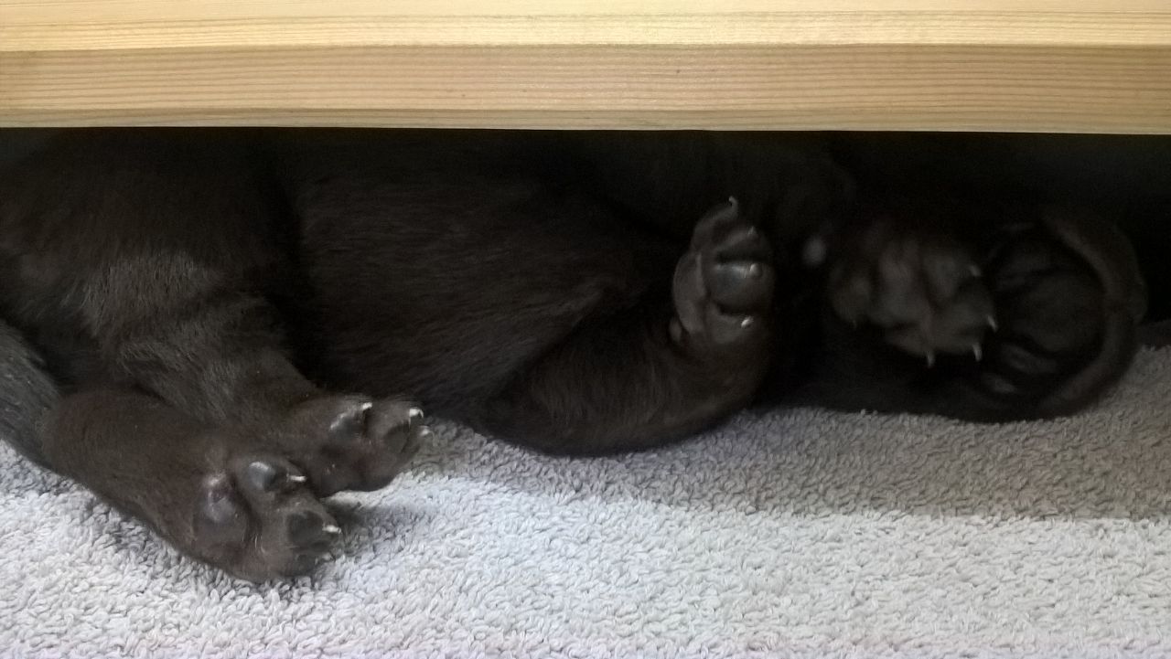  Unter dem Bett lässt es sich wunderbar träumen 