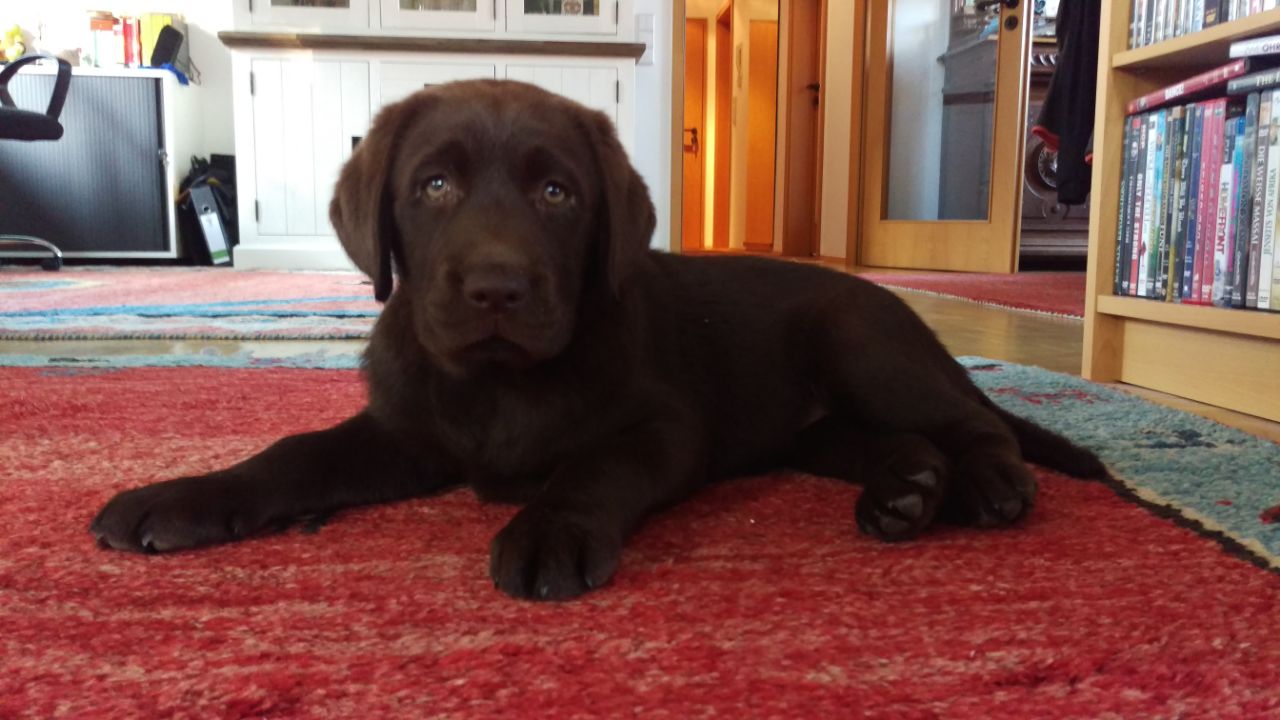  Bonnie hat sich gut eingelebt 