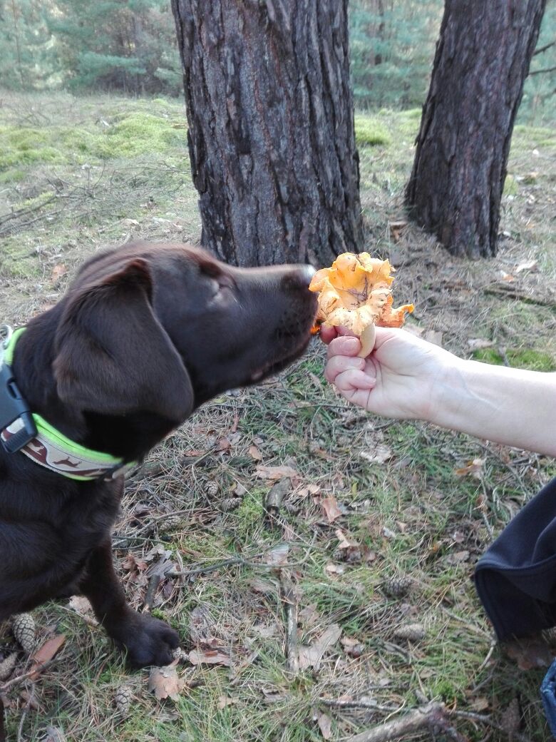  Branka auf Pilssuche! 
