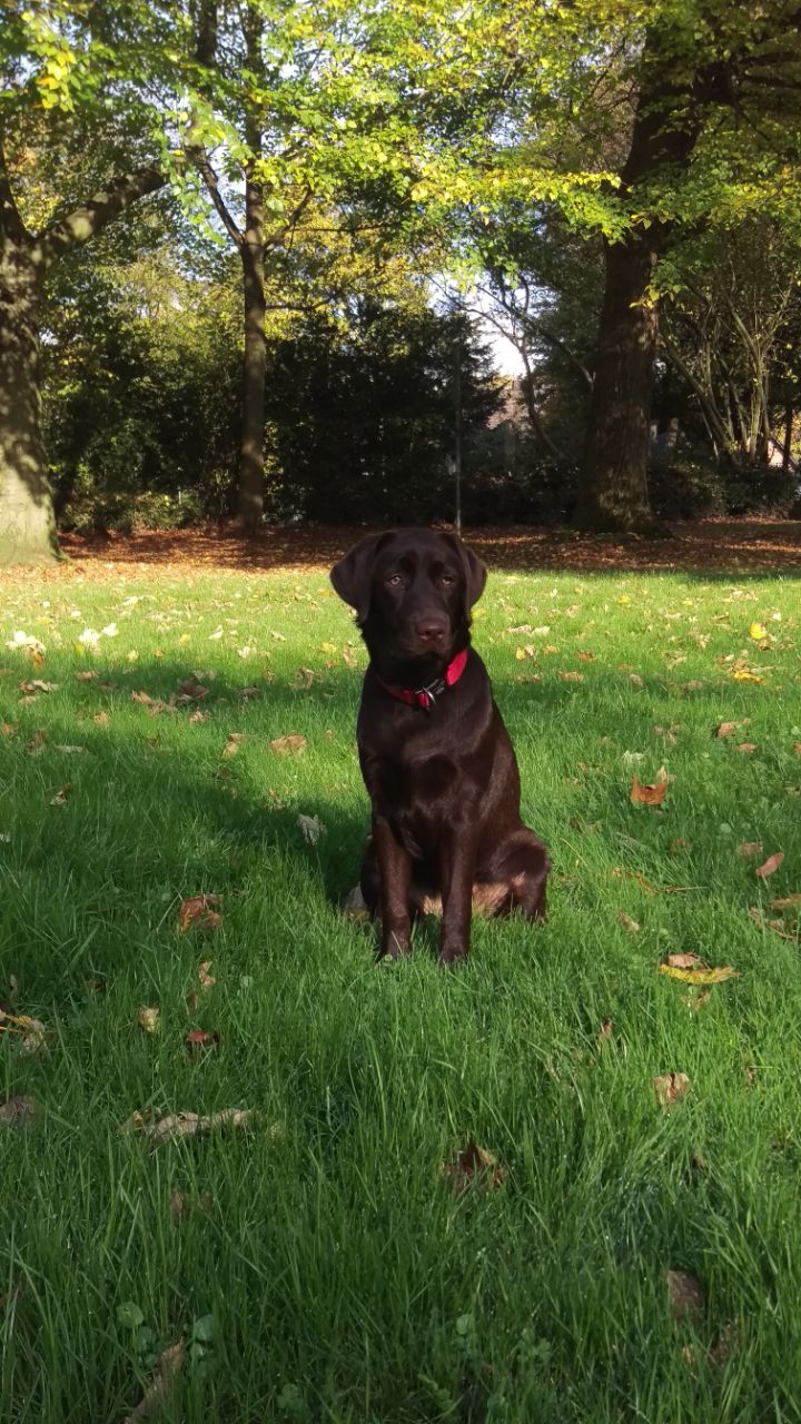  Bonnie genießt die Herbstsonne 