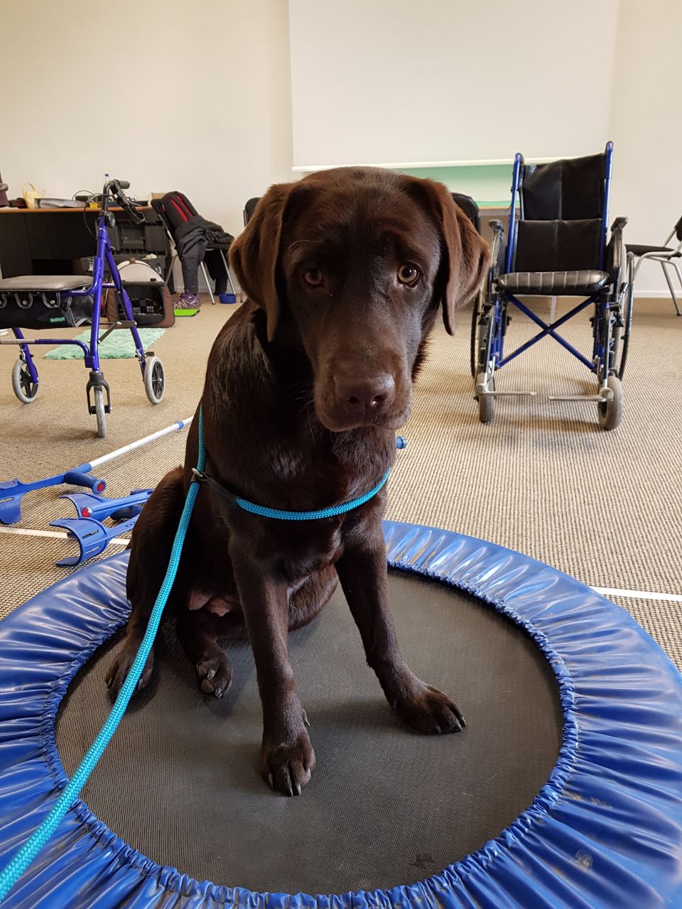  Bonnie in der Ausbildung zum Therapie Hund 