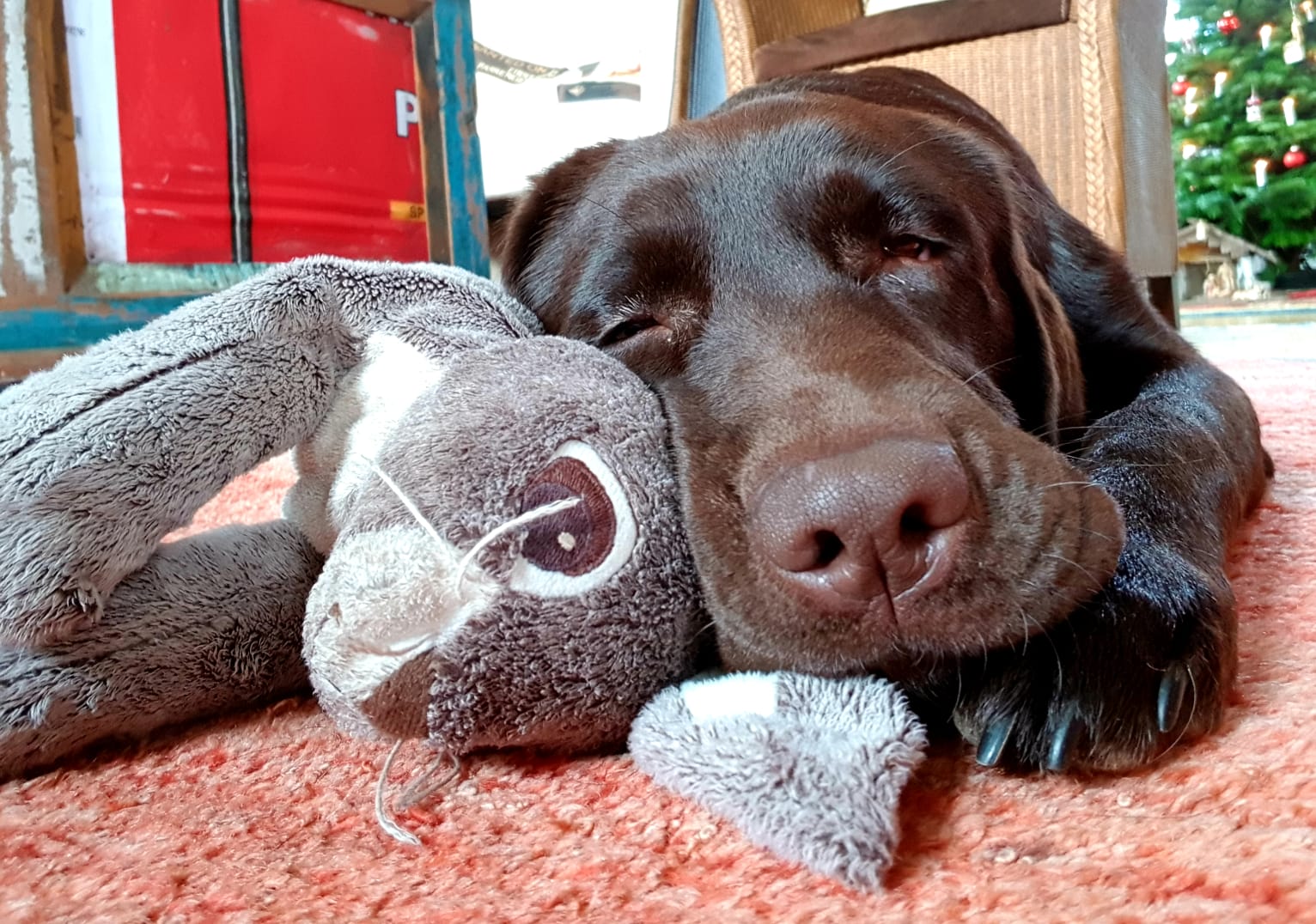  Bonnie wünscht kuschelige Weihnachten 