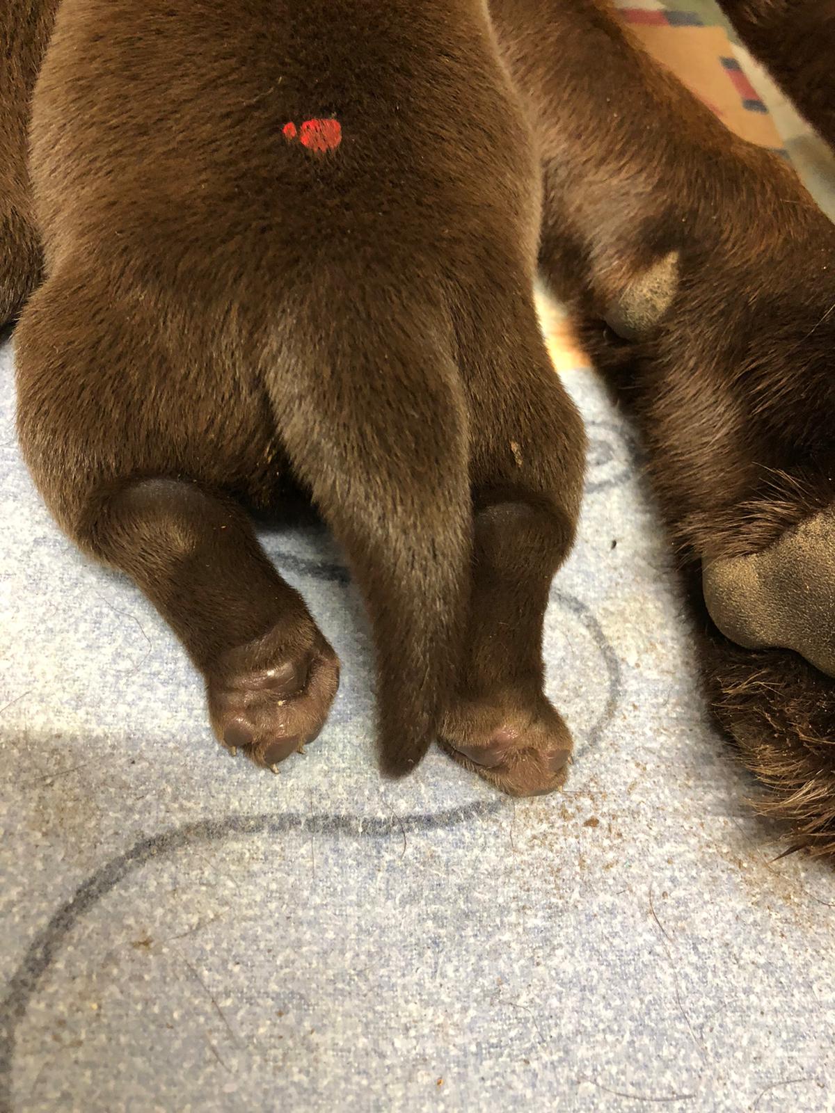  Diese kleinen Otterschwänze 