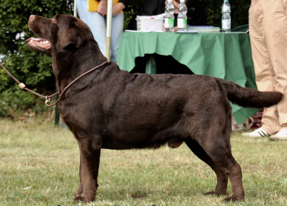 Rüden